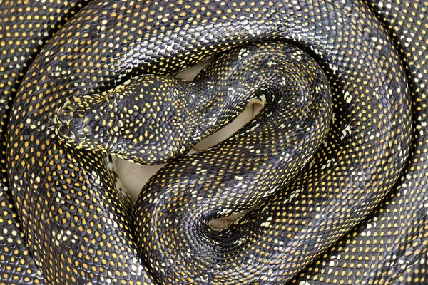 Diamond Python Incubating Her Egg Clutch — Stock Photo, Image