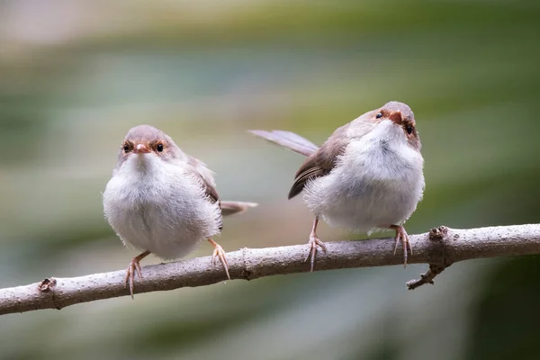 Superb Fairy Wrens Perched Branch — Stock Photo, Image