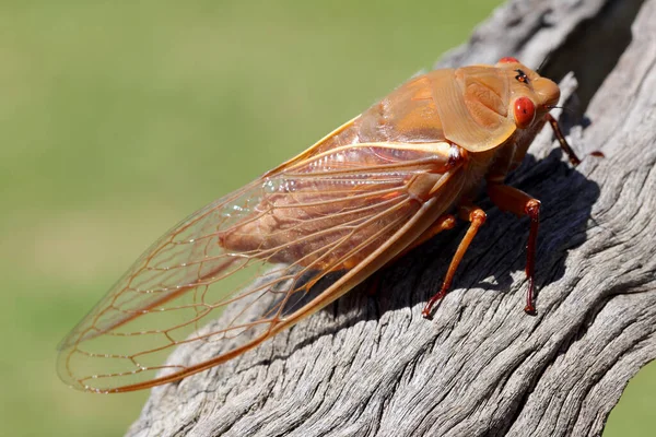 Zamknij Żółty Poniedziałek Cicada — Zdjęcie stockowe