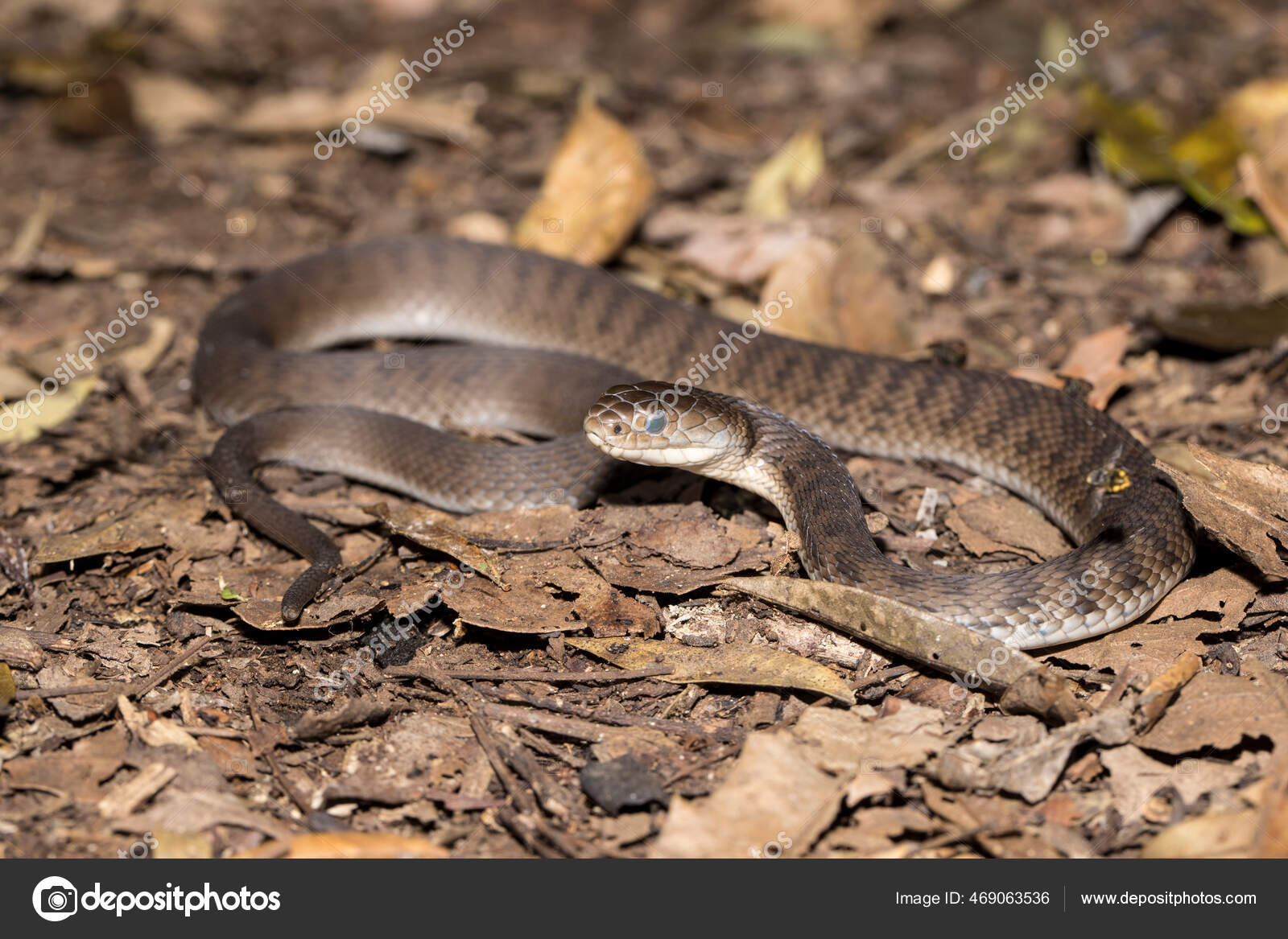 Ota qizi bilan jinsiy aloqada bolgan havaskor video