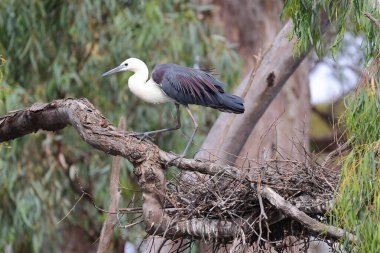 Beyaz boyunlu balıkçıl yuvaya yakın