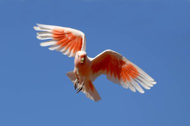 Avustralya Pembe Papağanı uçuyor