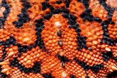 Merkezi Ağ Ejderha pullarını kapat 