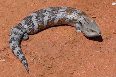 Kırmızı toprakta Doğu Mavi Dilli Kertenkele