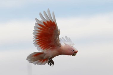 Avustralya Pembe Papağanı uçuyor