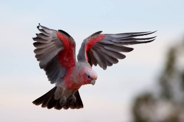 Pembe ve Gri Galah uçuşta