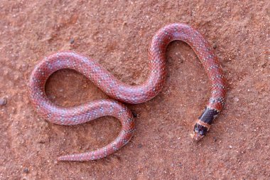 Avustralya Mercan Yılanı 'na yakın.