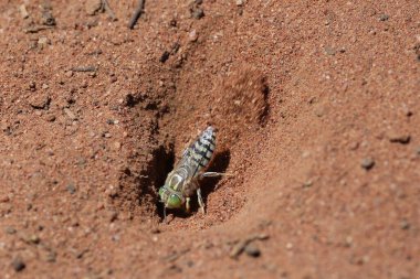 Bembix Kum Kazma Arı Kazma Çukuru 