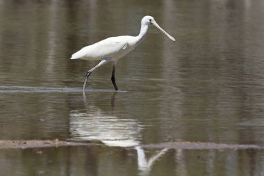 Sarı gagalı kaşık gagalı sığ sularda besleniyor