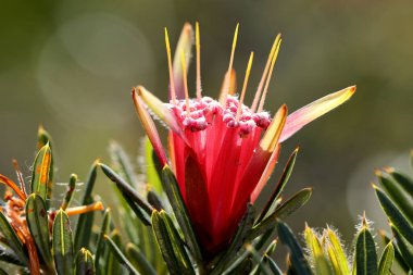 Avustralya Bal Çiçeği veya Dağ Şeytanı