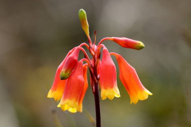 Avustralya 'da Noel çanları