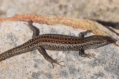 White 'ın Skink' i kumtaşından bir kayanın üzerinde güneşleniyor.