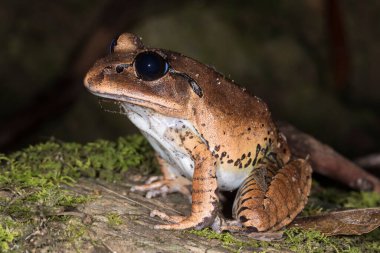 Büyük Çubuklu Kurbağa yosun kaplı kayanın üzerinde dinleniyor.