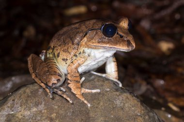 Büyük Çubuklu Kurbağa kayanın üzerinde dinleniyor.