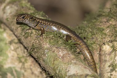 Mavi Benekli Orman Skink yağmur ormanlarının tadını çıkarıyor