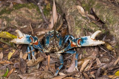 Lamington Dikenli Kerevitleri savunmada büyüdüler.