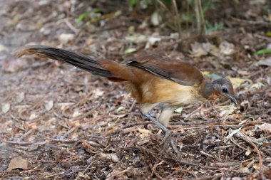 Albert 'in Lyrebird' ü yemek için tırmalıyor