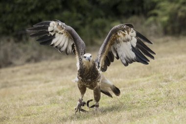 Esir alınmış Beyaz Göbekli Deniz Kartalı uçuyor.