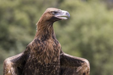 Esir Takoz Kuyruklu Kartal 'a yaklaşın.