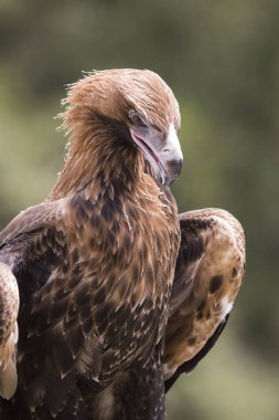 Esir Takoz Kuyruklu Kartal 'a yaklaşın.