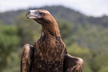 Esir Takoz Kuyruklu Kartal 'a yaklaşın.