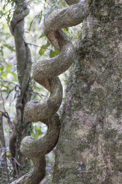 Queensland yağmur ormanlarındaki bir ağacın etrafında yetişen sarmaşık.