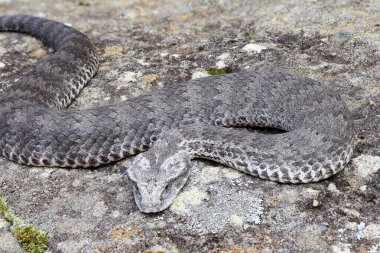 Common Death Adder 'a yaklaş  
