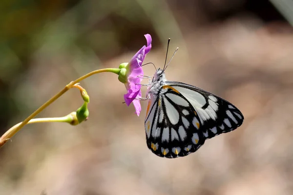 Caper Borboleta Branca Alimentando Flor — Fotografia de Stock