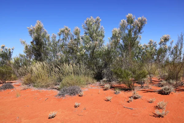 Witte Grevillea Bloem Noordwest Nsw Australië — Stockfoto