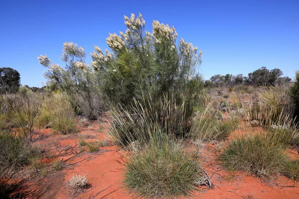 Witte Grevillea Spinifex Planten Dorre Australië Outback — Stockfoto