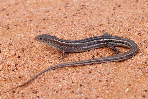 Australian Short Clawed Ctenotus Skink — 스톡 사진