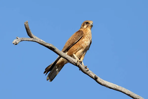 Falcon Frente Encaramado Miembro Del Árbol — Foto de Stock