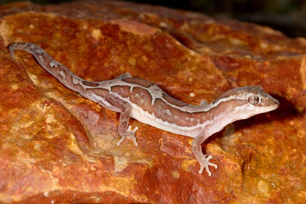 Pudełko Peterned Lub Steindacherr Gecko — Zdjęcie stockowe