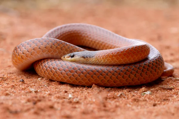 Närbild Australian Dwyer Orm — Stockfoto