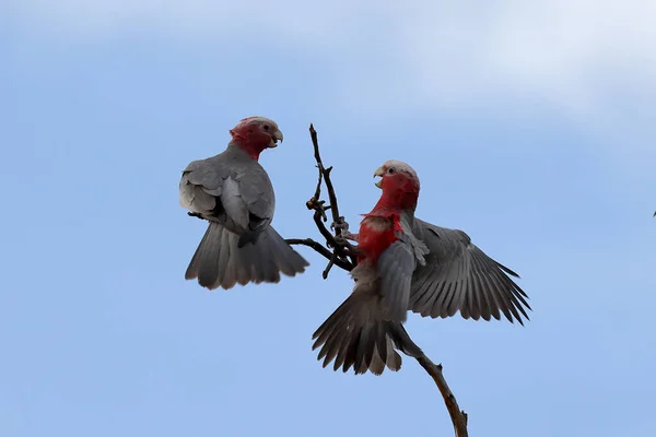 Two Male Pink Grey Galah Conflict — ストック写真