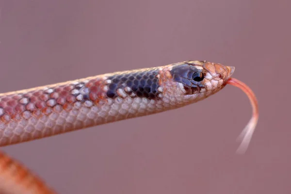 Австралийский Коралловый Змей Мерцает Языком — стоковое фото