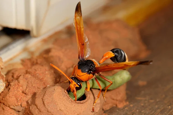 Femelle Orange Potter Wasp Placer Chenille Dans Chambre Nid Boue — Photo