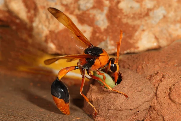 Femelle Orange Potter Wasp Dépôt Chenille Dans Chambre Nid Boue — Photo