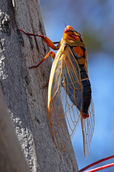 Lundi Jaune Cicada Appelant Sur Côté Arbre — Photo