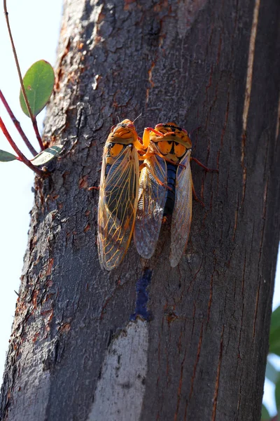 Jaune Lundi Cicada Sur Tronc Arbre — Photo