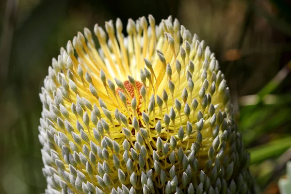 Крупный План Фото Saw Tooth Banksia — стоковое фото