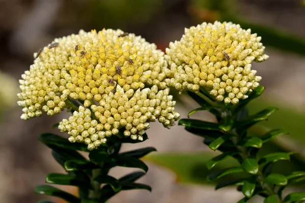 Stiff Cassinia Flowers Insects Feeding — Stock Photo, Image