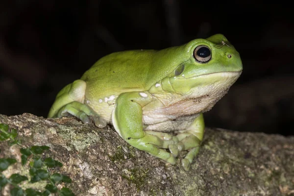 Green Tree Frog Resting Log — Stock Photo, Image