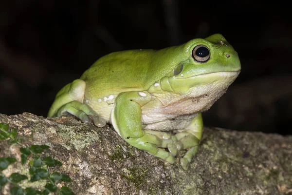 Grenouille Arborescente Verte Reposant Sur Tronc — Photo