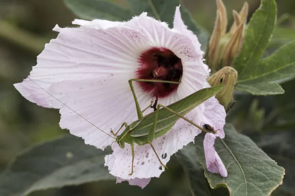 Australische Hibiskusblüte Mit Catydid — Stockfoto