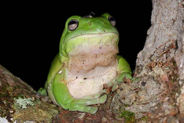 オーストラリアの緑の木のカエル — ストック写真