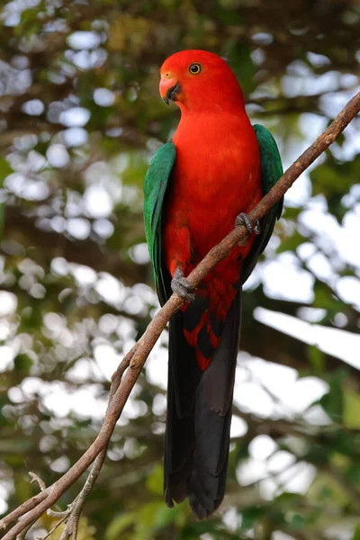 Papagaio Rei Australiano Empoleirado Árvore — Fotografia de Stock