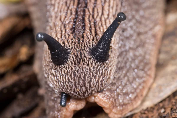 Κοντινό Πλάνο Του Giant Queensland Panda Snail — Φωτογραφία Αρχείου