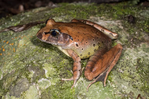 Fleay Barred Frog Roccia Muschiata — Foto Stock