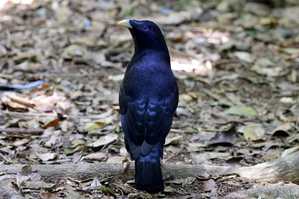 Αυστραλιανό Αρσενικό Satin Bower Bird — Φωτογραφία Αρχείου